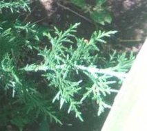 seedling