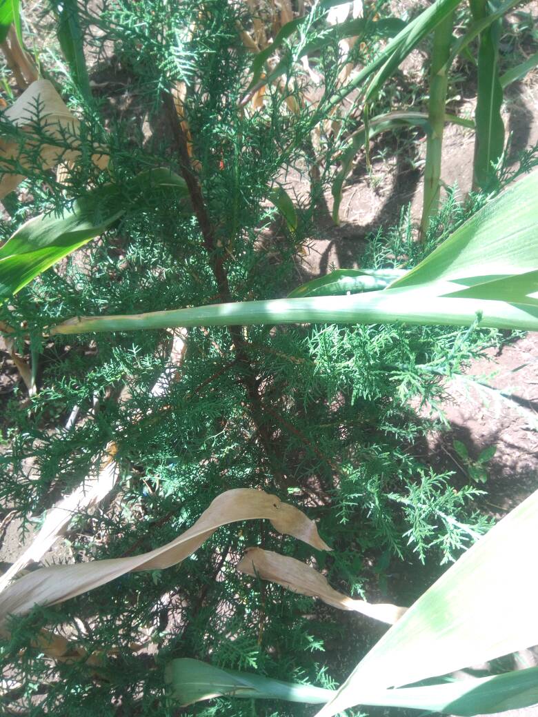 seedling