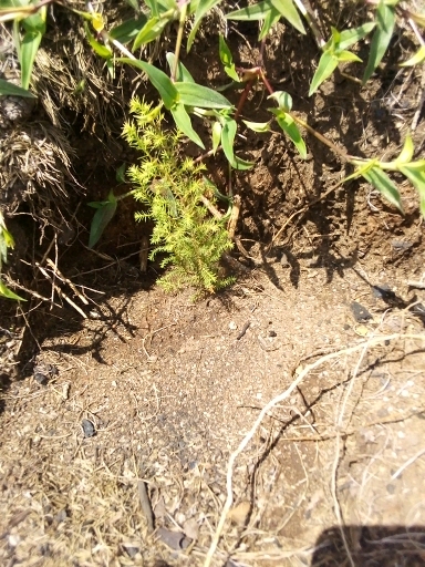 seedling