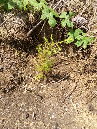 seedling