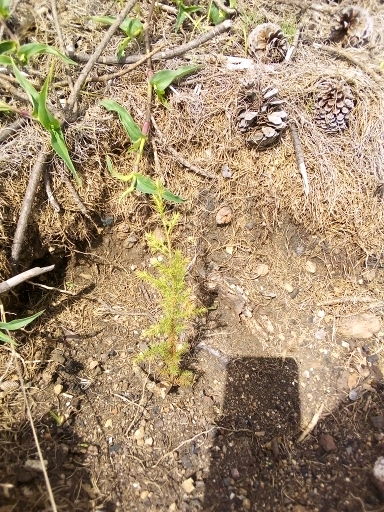 seedling