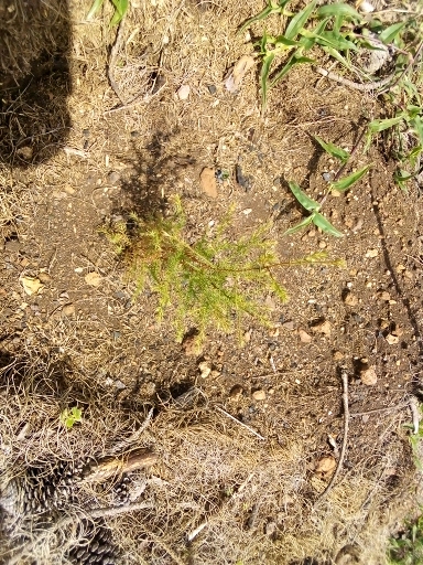 seedling