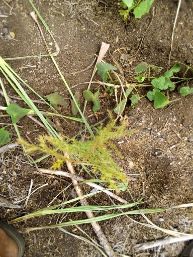 seedling