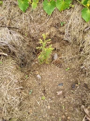 seedling