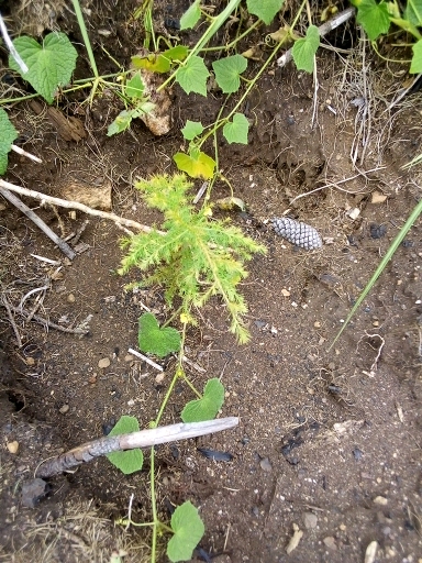 seedling
