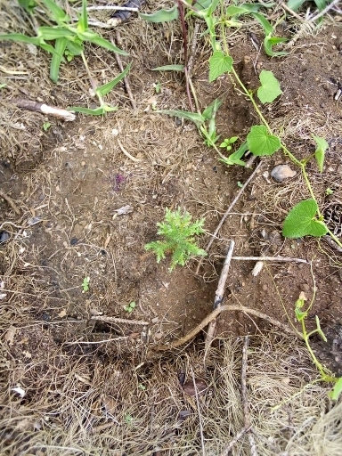 seedling