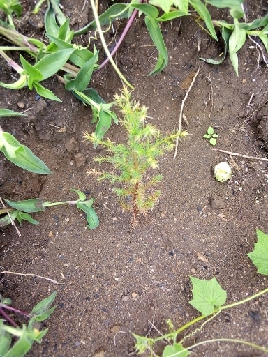 seedling