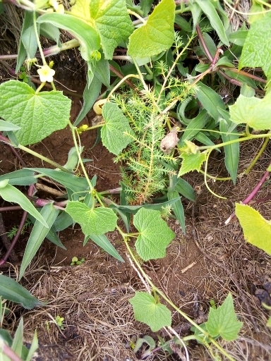 seedling