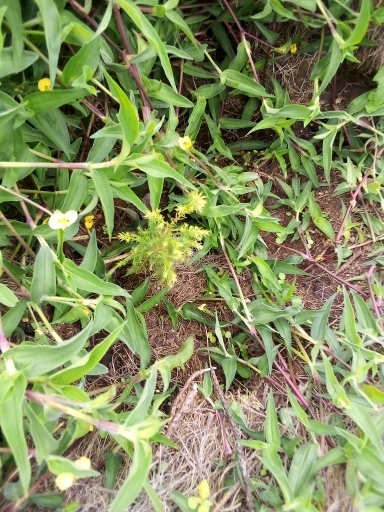 seedling
