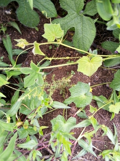 seedling
