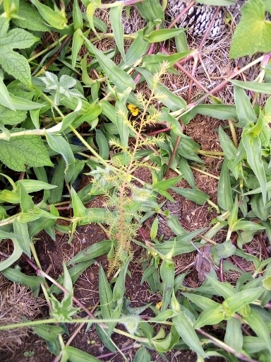 seedling