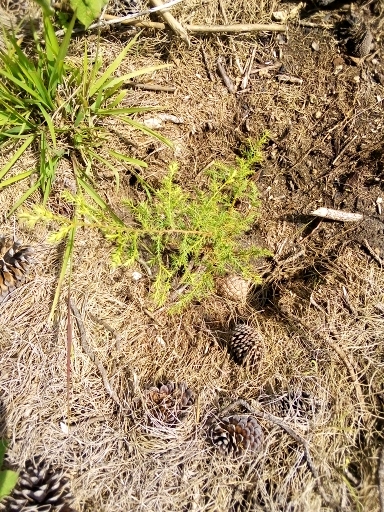 seedling
