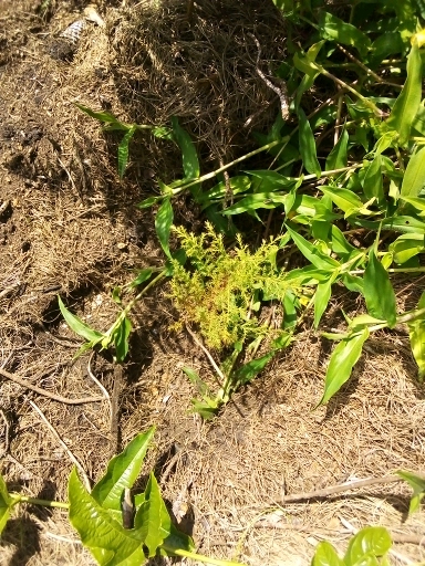 seedling