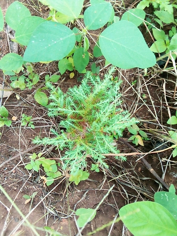 seedling