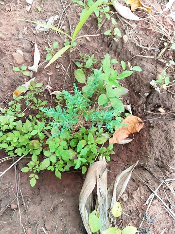 seedling