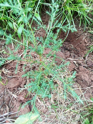 seedling
