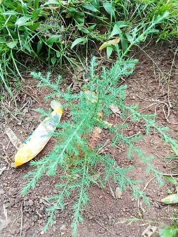 seedling
