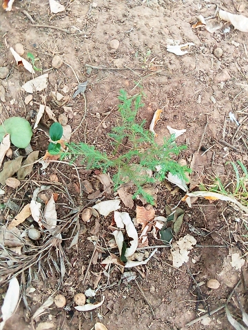 seedling