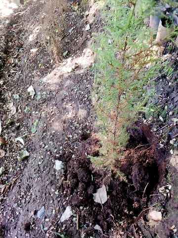 seedling