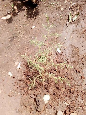 seedling