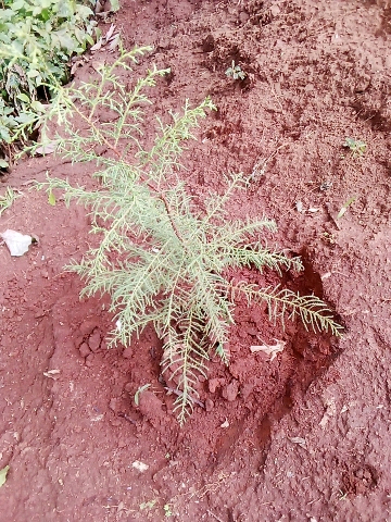 seedling