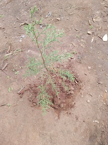 seedling