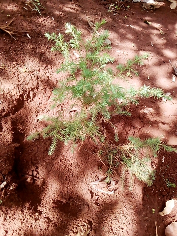 seedling