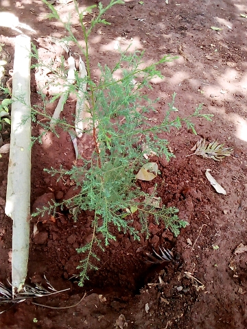 seedling