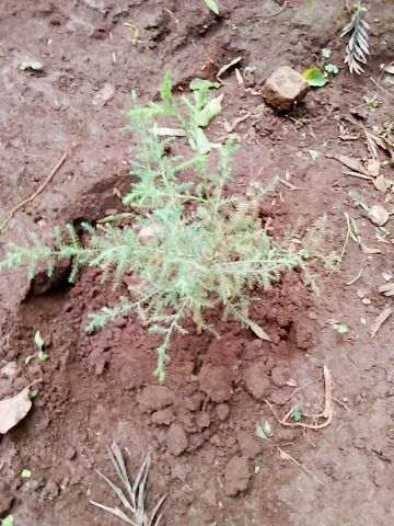 seedling