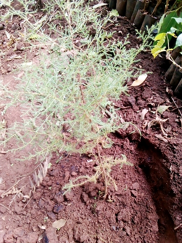 seedling