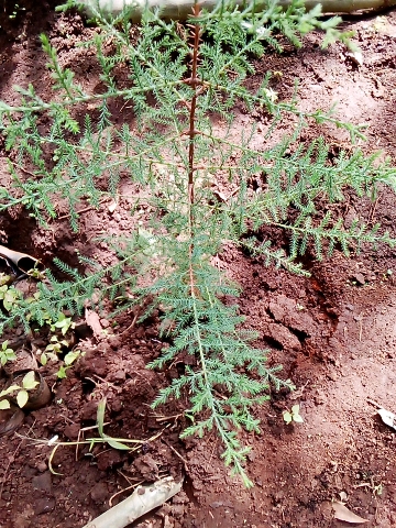 seedling