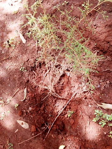 seedling