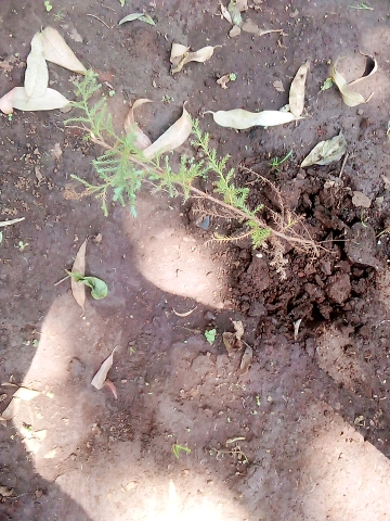 seedling