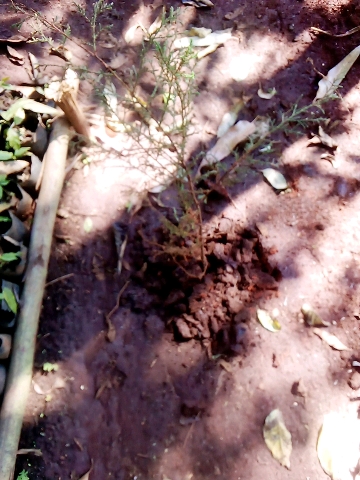 seedling