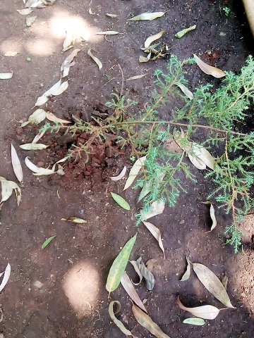 seedling