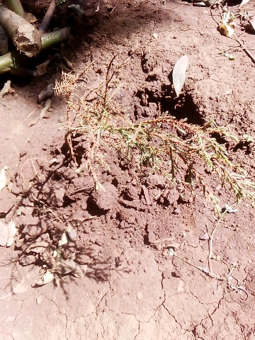 seedling