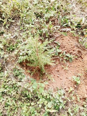 seedling