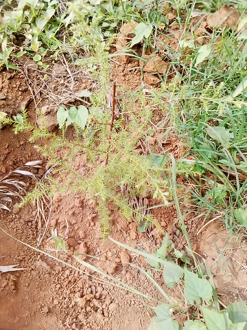 seedling
