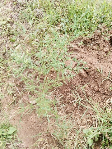 seedling
