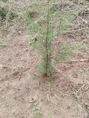seedling
