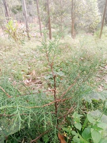 seedling