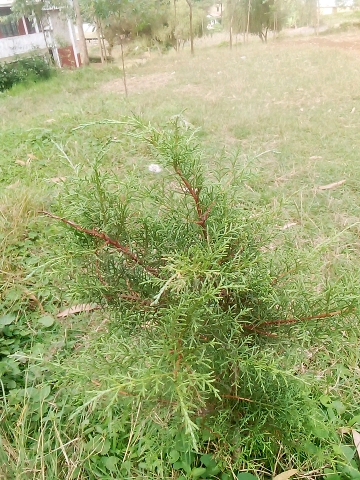 seedling