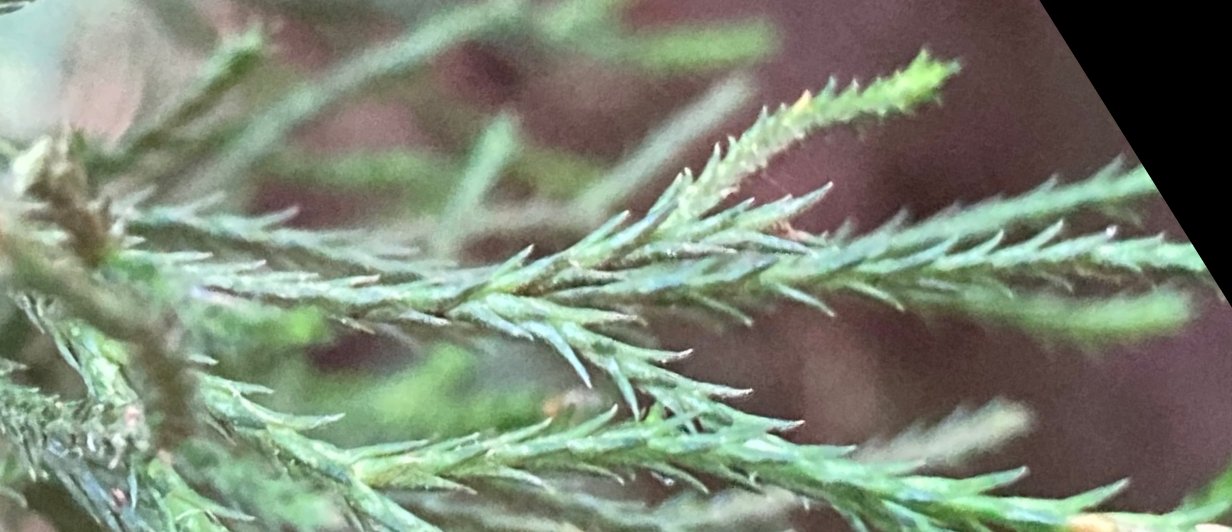 seedling