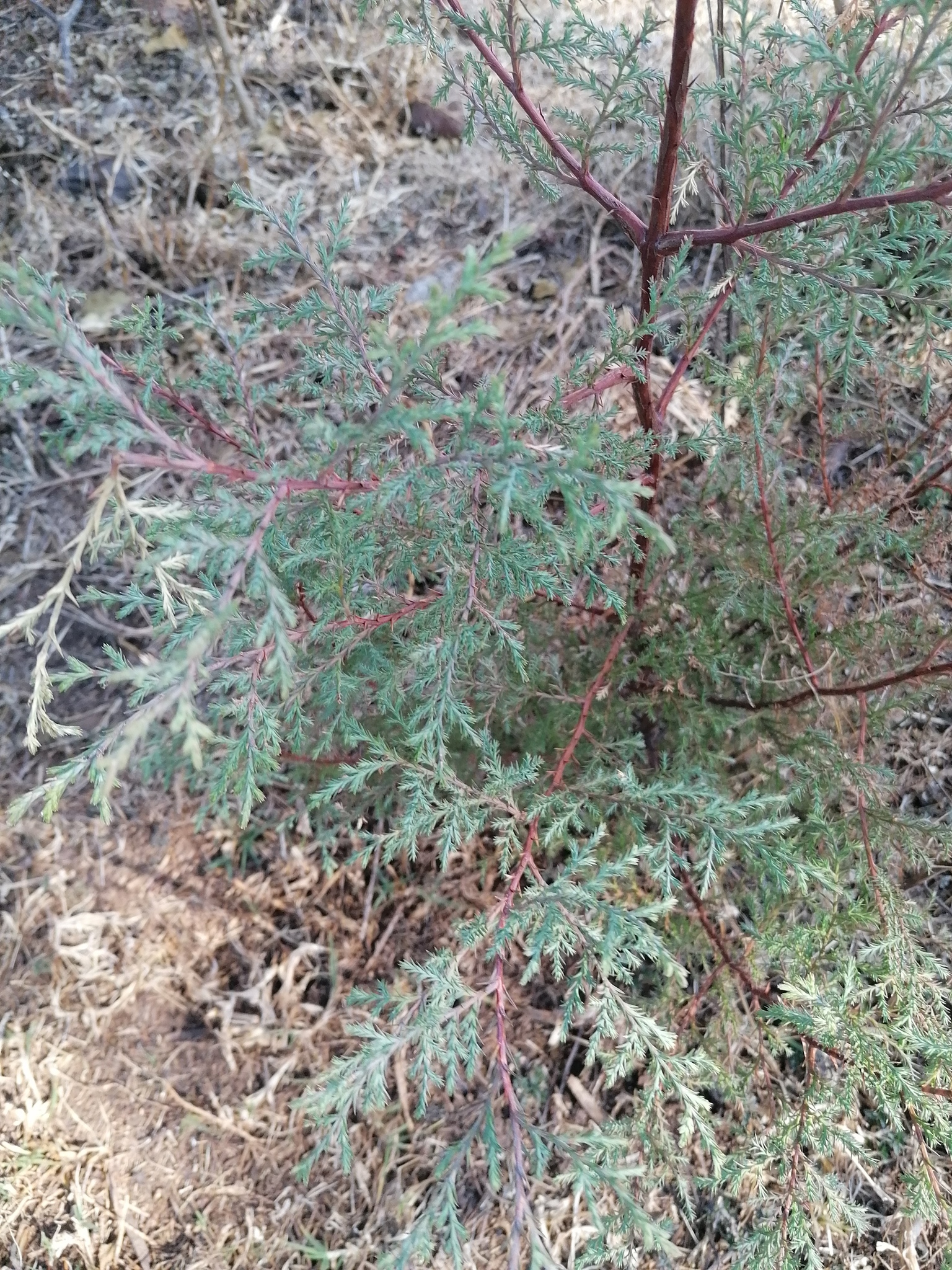 seedling