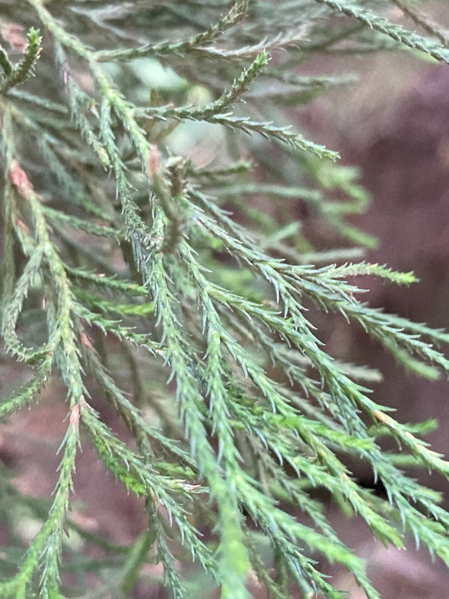 seedling