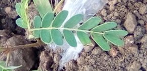seedling