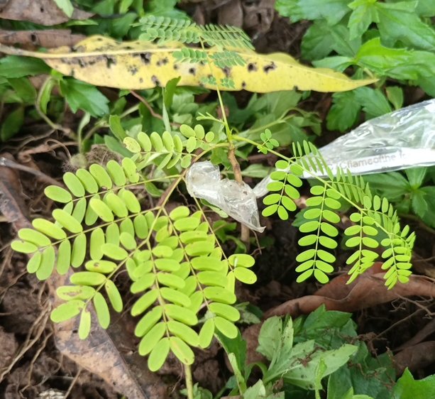 seedling