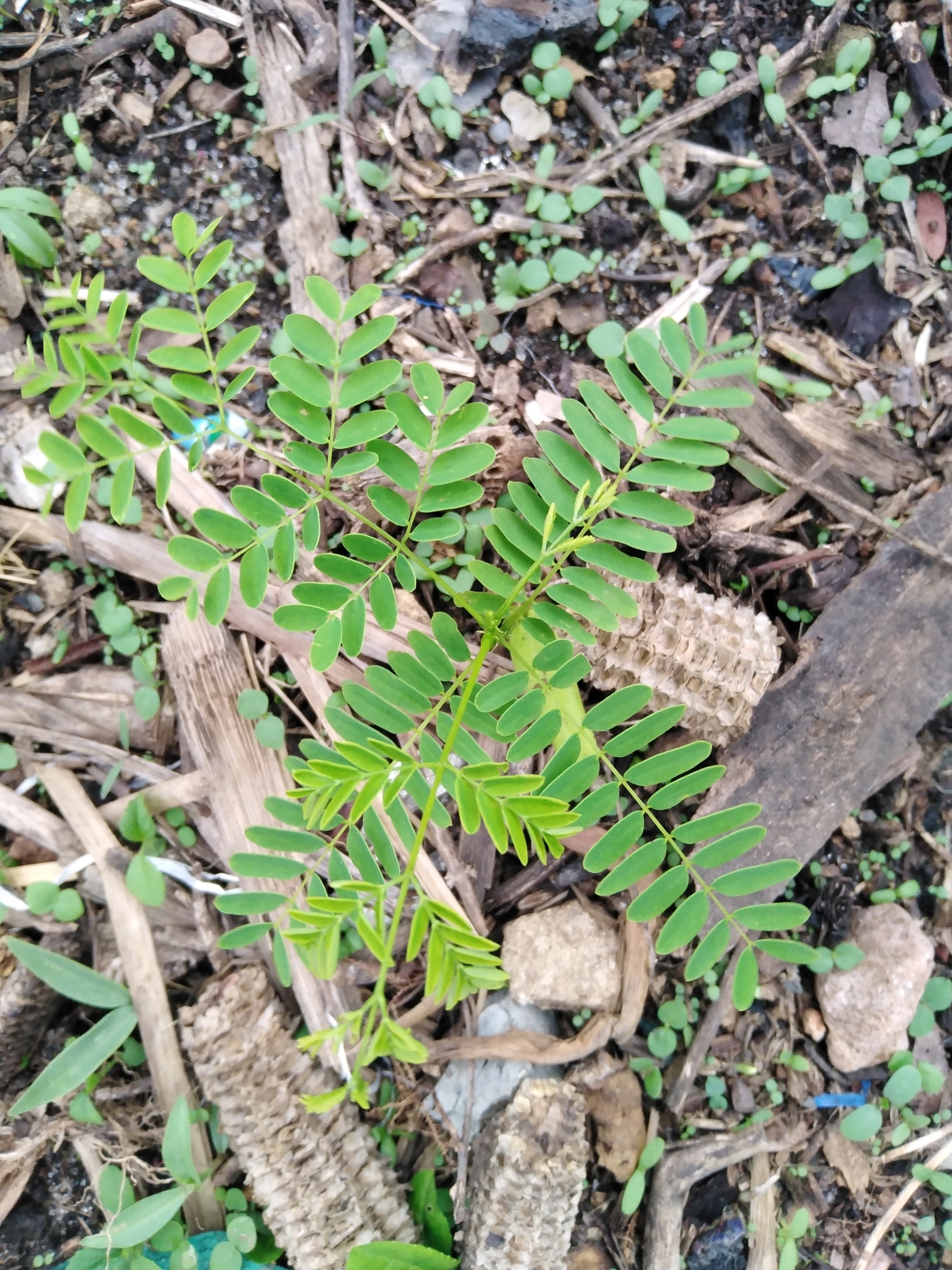 seedling
