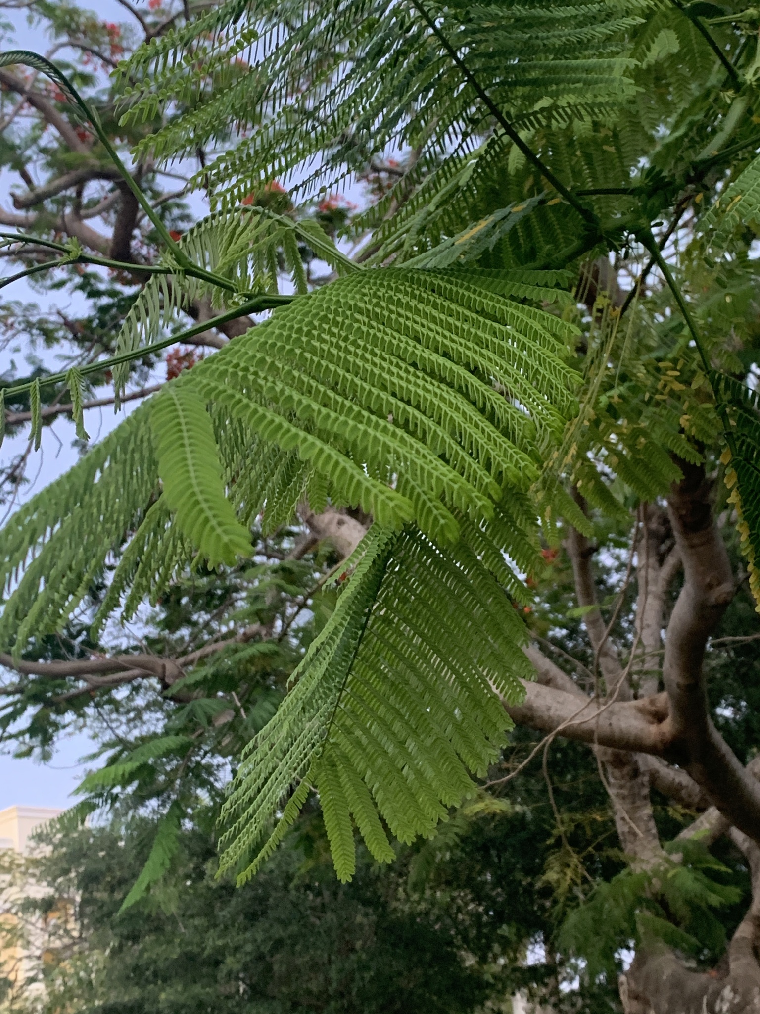 seedling
