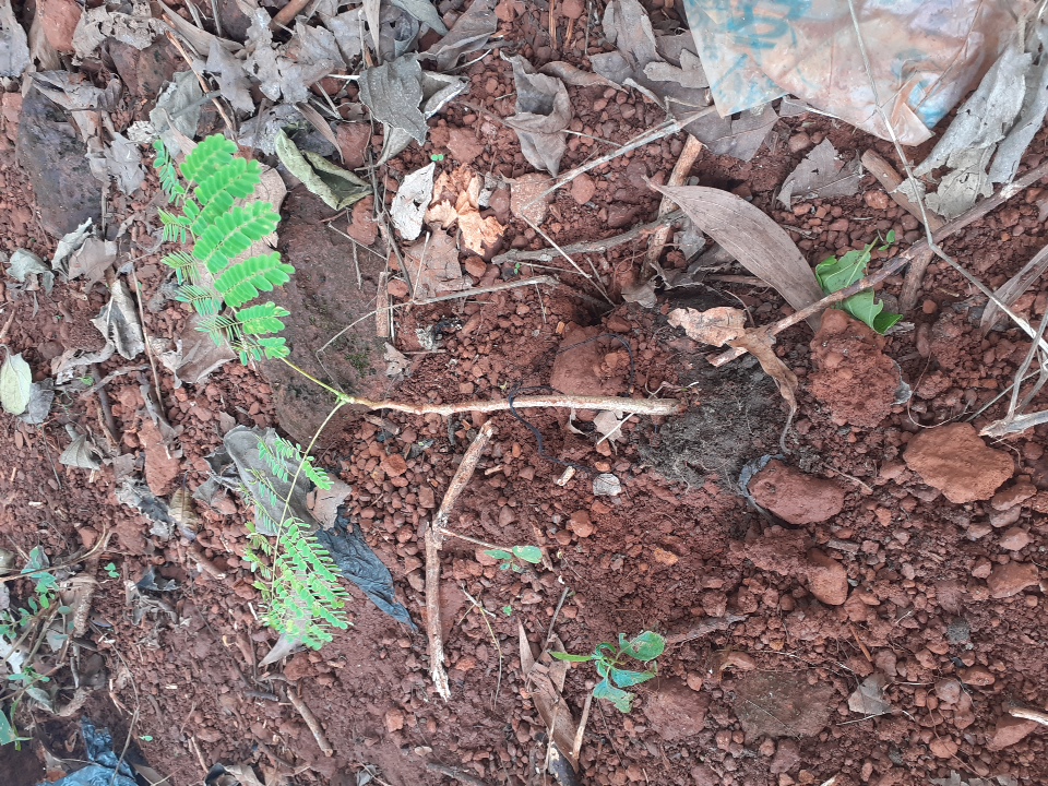 seedling